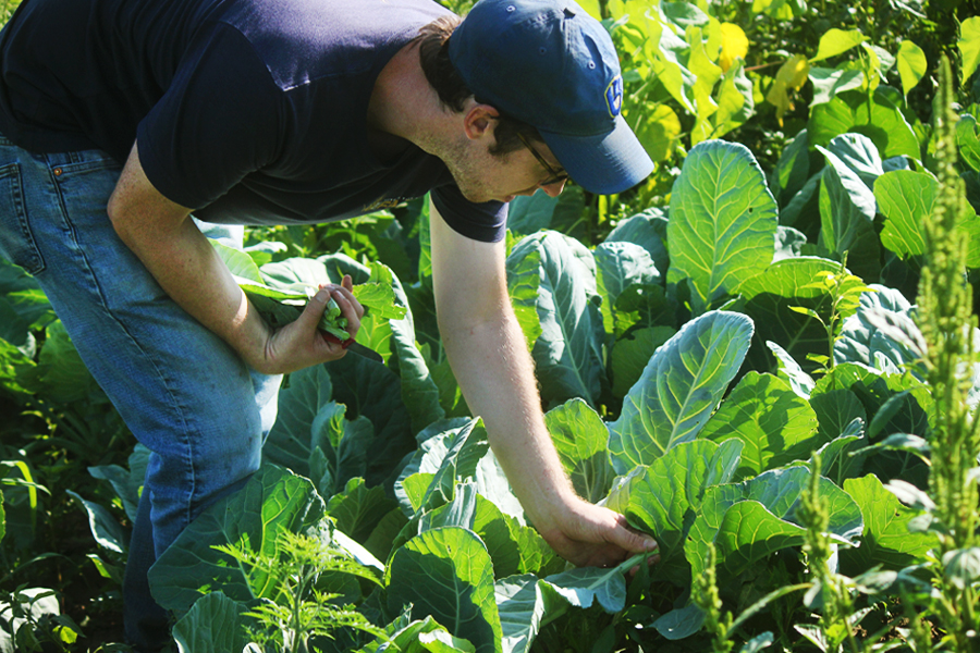 farmer harvesting collard greens