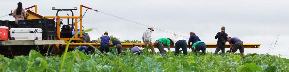 volunteers at the Hunger Task Force Farm