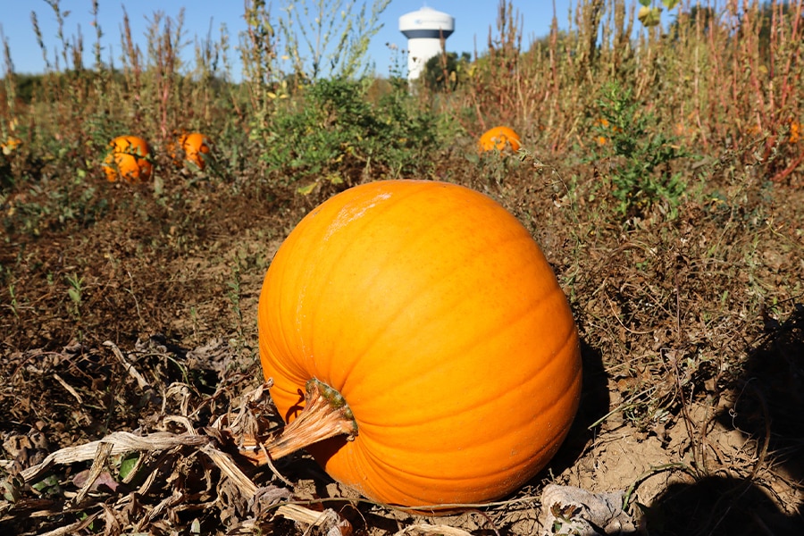 With the 2021 harvest season coming to a close, Hunger Task Force plans ahead at The Farm