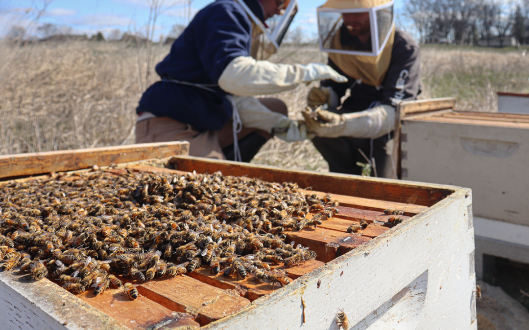 What’s Buzzing at The Farm?