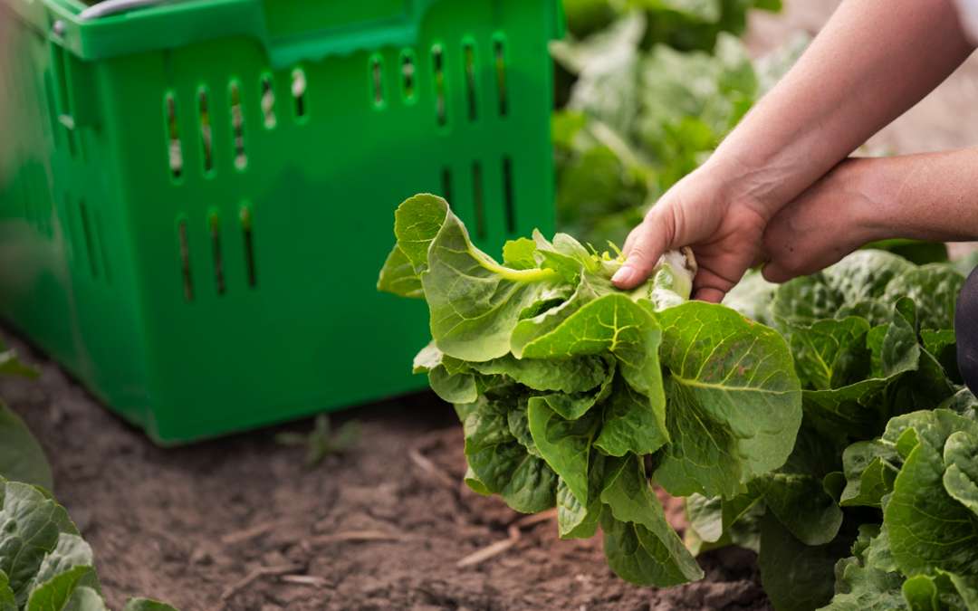 Hunger Task Force Expands Access to Fresh Food Grown in Wisconsin