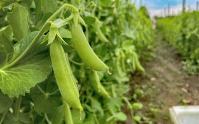 Advocacy in Action: Connecting Farms to Families Strengthens Wisconsin’s Food System