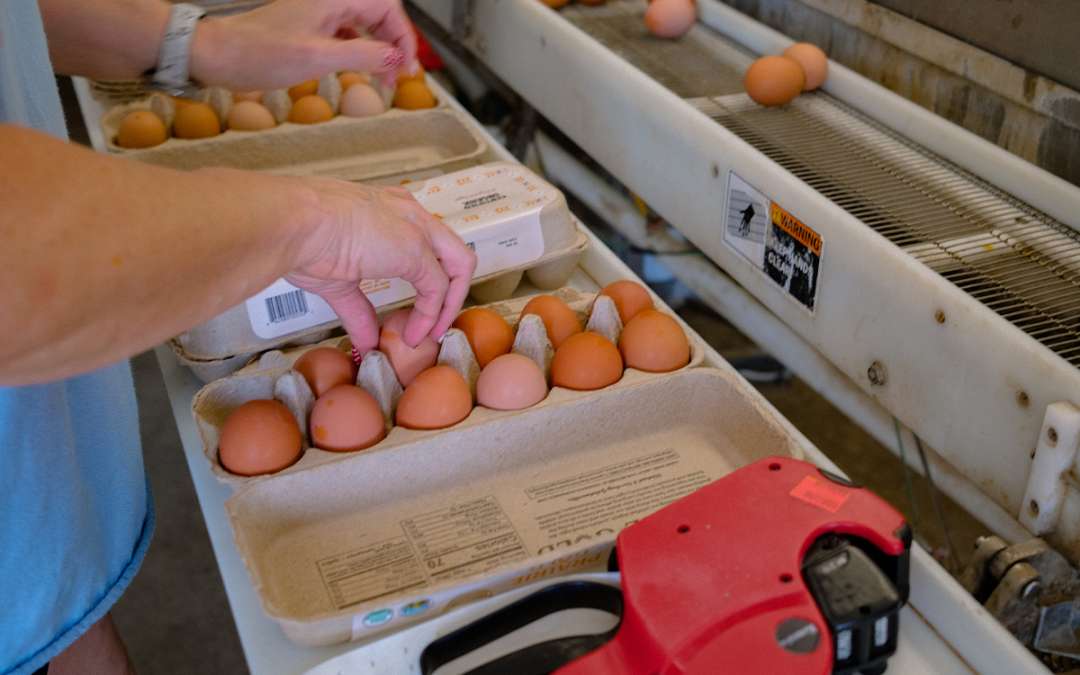 Prairie Gold Organics and Hunger Task Force Partner to Provide Farm Fresh Eggs to Food Insecure Households in Milwaukee