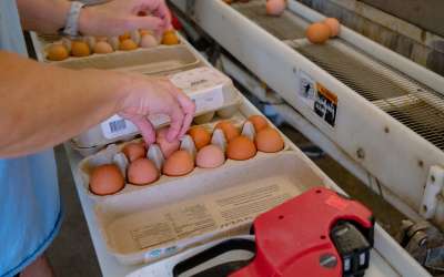 Prairie Gold Organics and Hunger Task Force Partner to Provide Farm Fresh Eggs to Food Insecure Households in Milwaukee